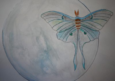 Moth